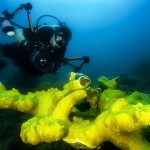 diver-108880