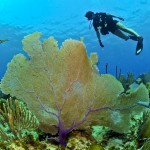 diver-79597